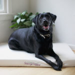 Savvy Rest Savvy Doggy Bed