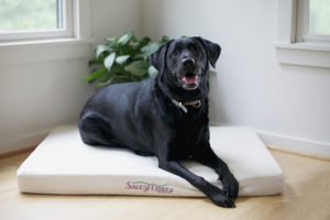 Savvy Rest Savvy Doggy Bed