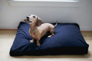 Savvy Rest Savvy Doggy Bed