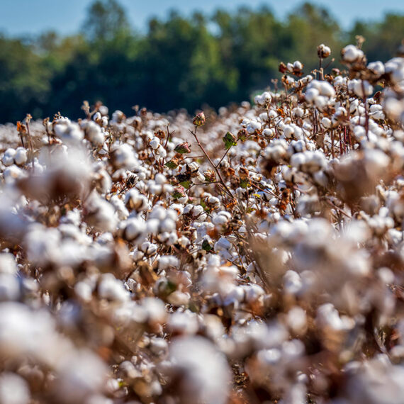 soma-organic-cotton-01