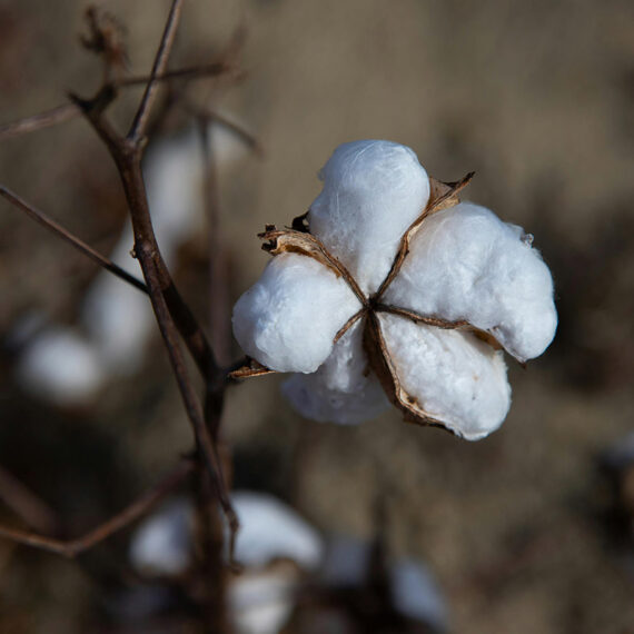soma-organic-cotton-02