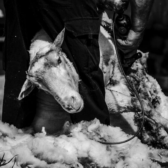 soma-organic-wool-02